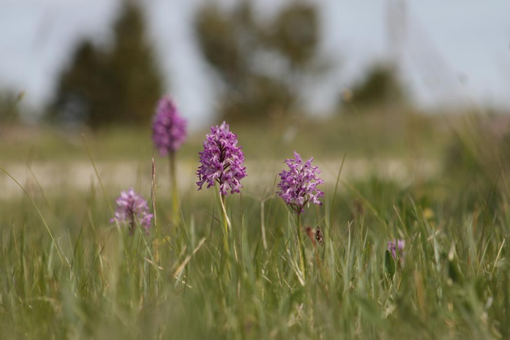 Hall käpp (Orchis militaris)