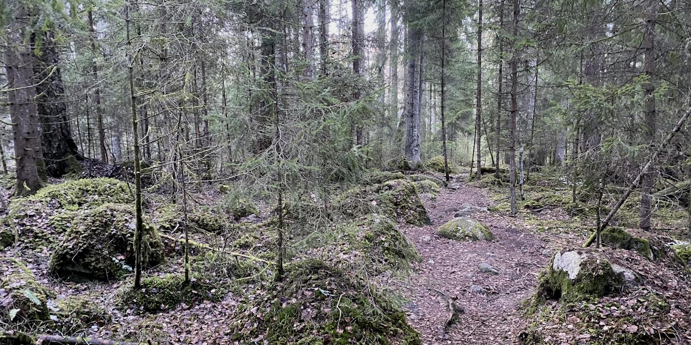 Sügisene metsaalune rändkividega