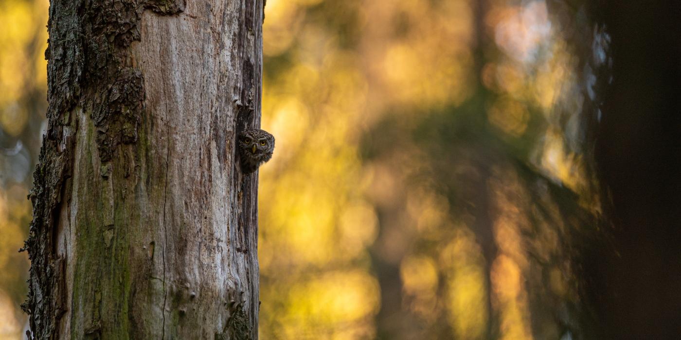 Metsas kuivanud puu tagant piilub väike kakuke