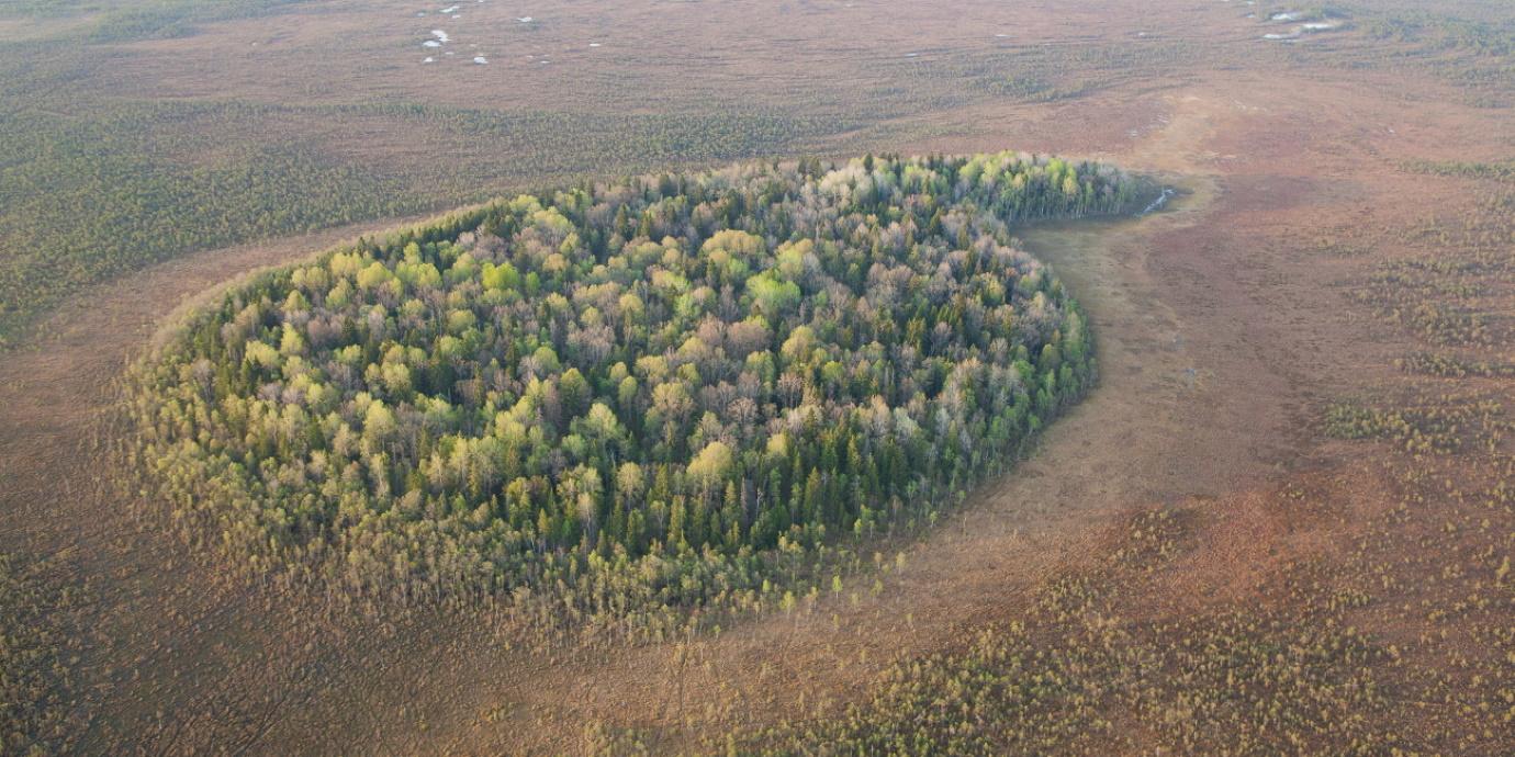 Landscape view. A circular island with trees that rises slightly above the surrounding ground, from the surface of the marsh.