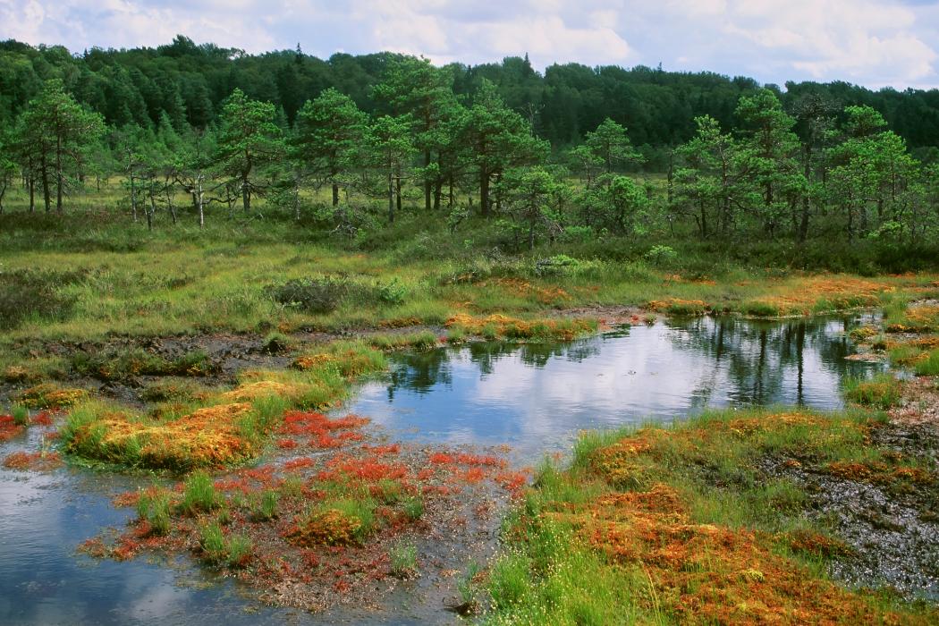 Raba, laukad, turbasamblad, rabamännid