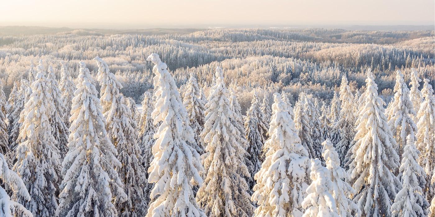 Lumised kuused, taga laiub künklik talvine maastik metsade ja põllulappidega