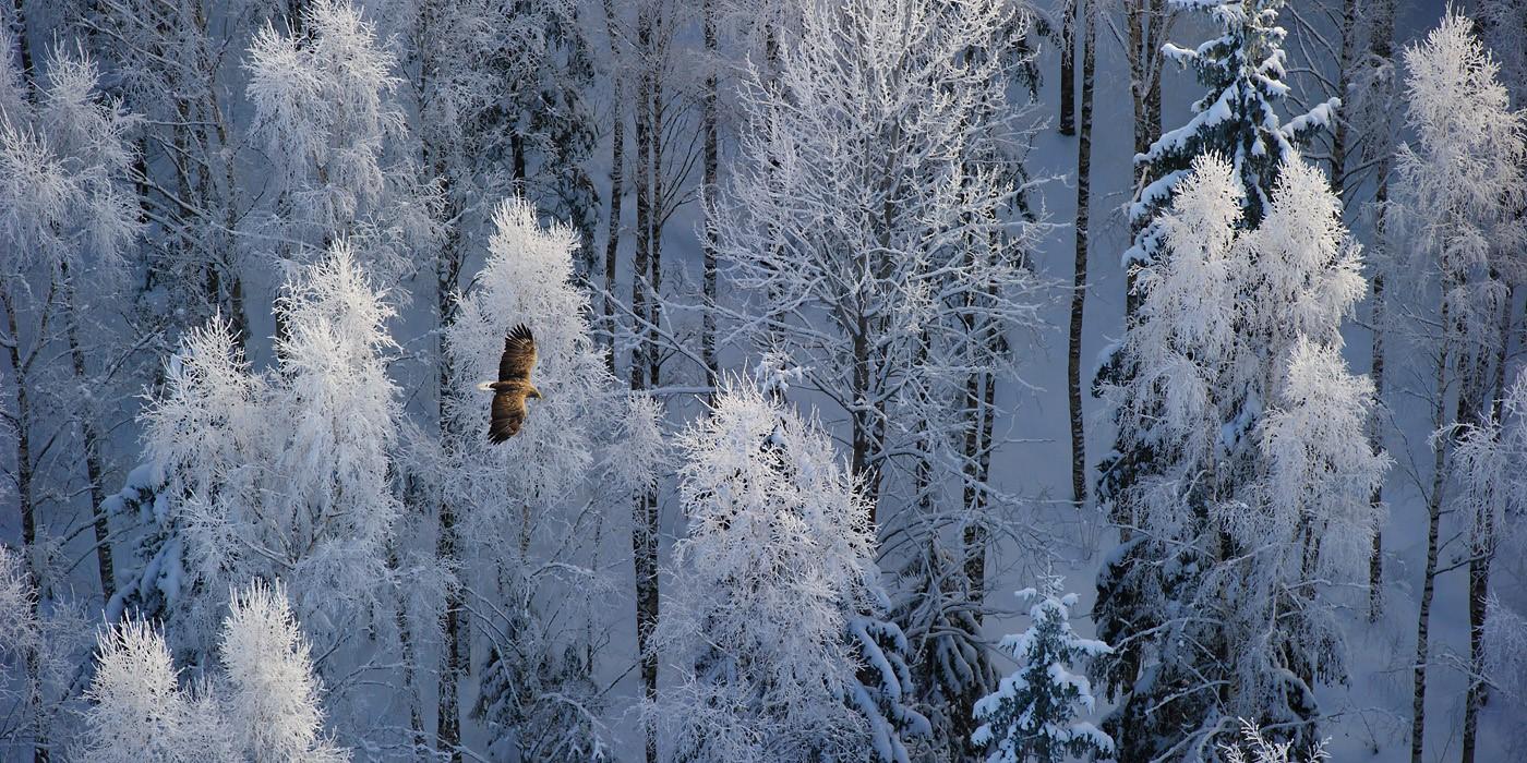 Kotkas liugleb talvise metsa kohal