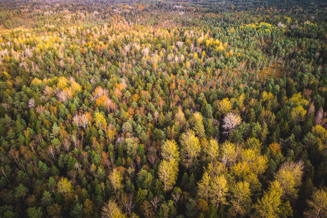 Forest in Viidumäe