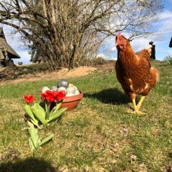 Punane tulp, värvitud munad ja kana