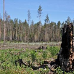 Põlenud männipuu känd taustal põlemiskahjustustega männid