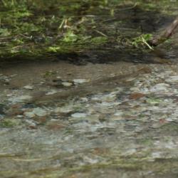 madalas kivisepõhjalises jões näha kudevad kalade seljad