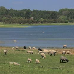 Matsalu maastik rannaniidul söövate lammaste, taamal oleva lahesopi ja metsaviiruga