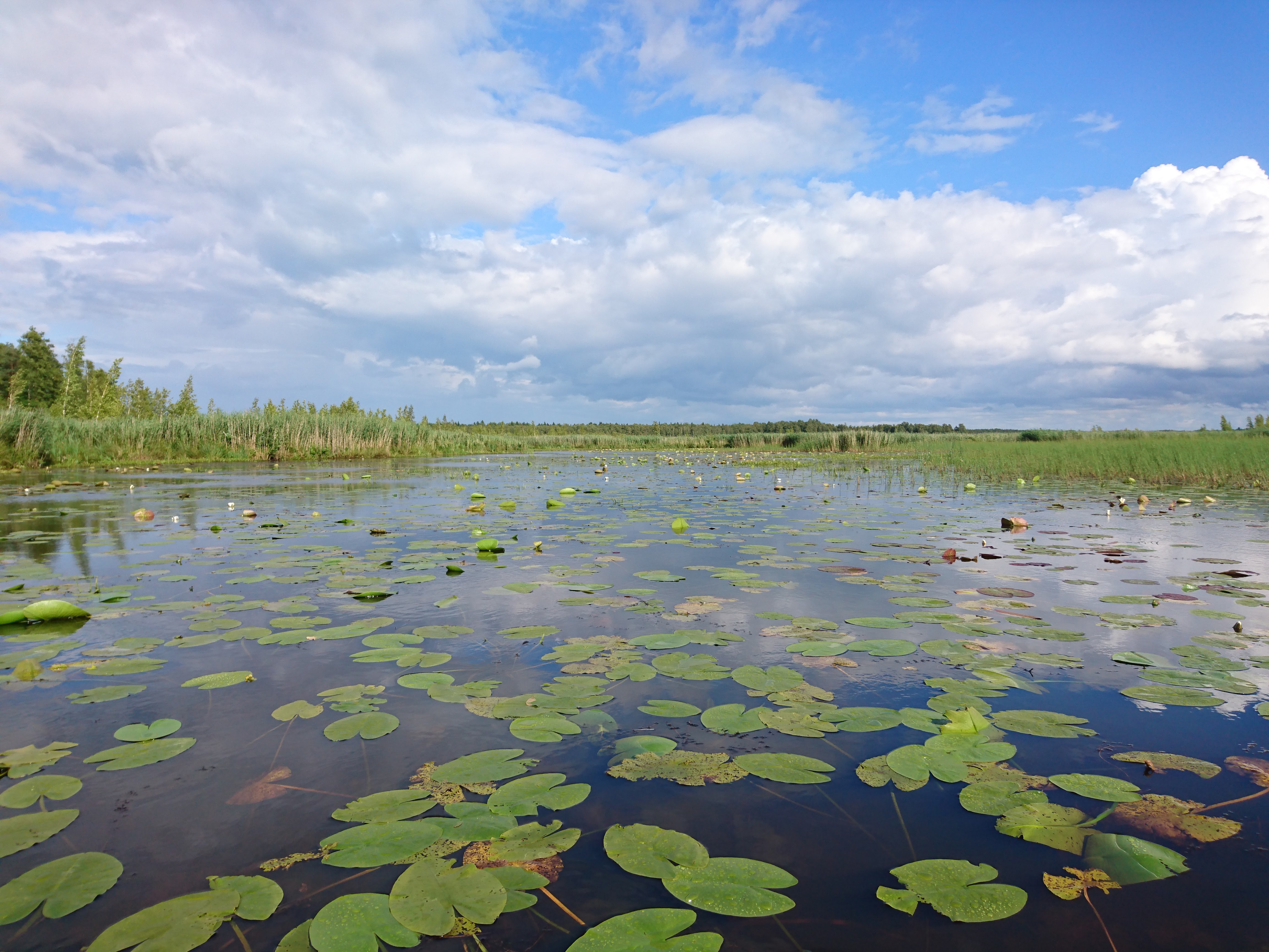 Suvine Endla järv. Foto: Elo Raspel