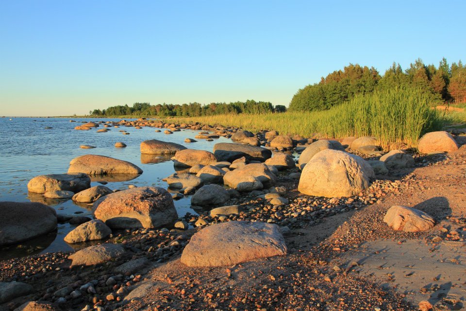 Rannal on suured kivid, taamal metsaviirg