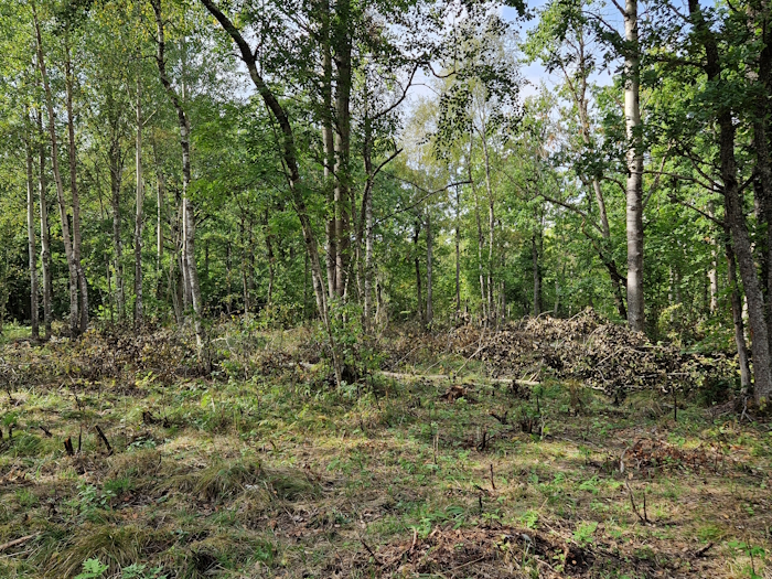 esiplaanil võsast eemaldatud ala, tagaplaanil lehtpuud kasvamas