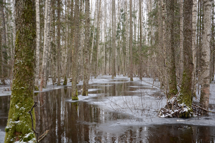 sanglepad ja sookased talvisel üleujutusel