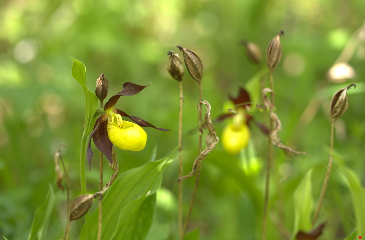 Viidumäe kuldkingad. Kadri Paomees