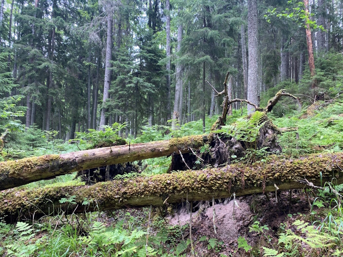 suurte lamatüvedega metsaelupaik