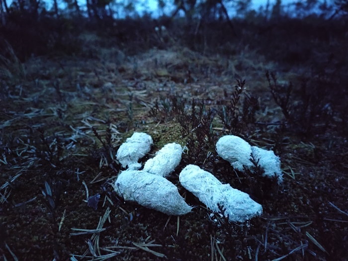 hundi väljaheited raba pinnal